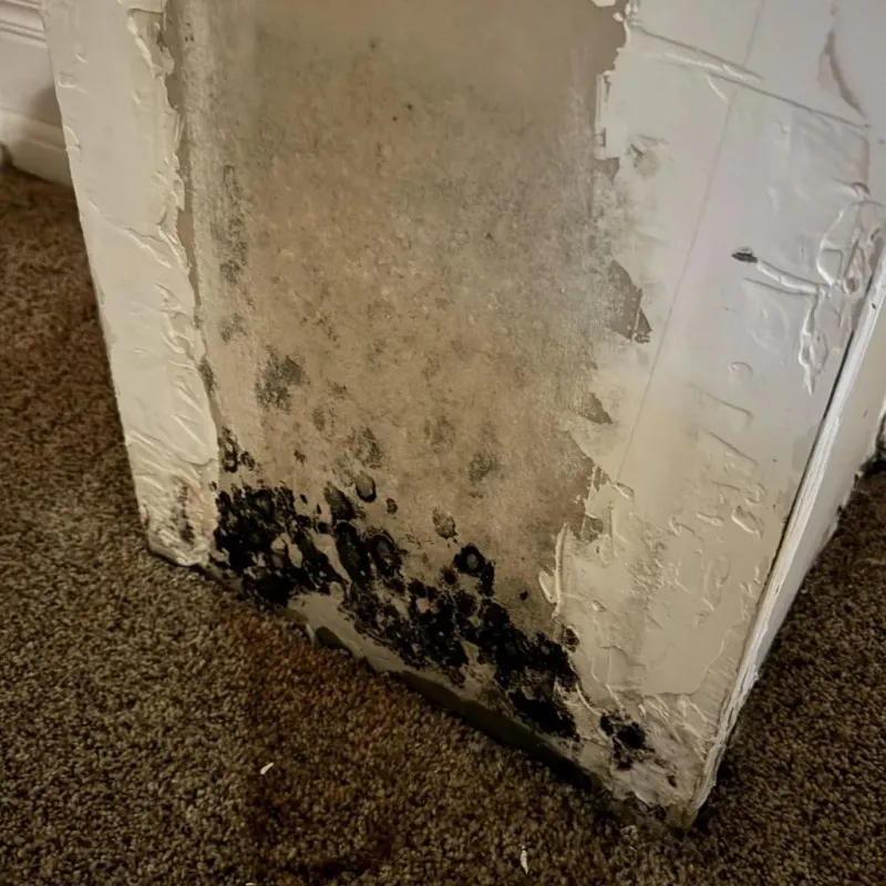 Professional Mold Removal in Jamesburg, NJ